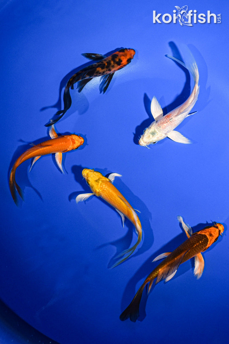 PACK OF (5) 3-4" BUTTERFLY KOI