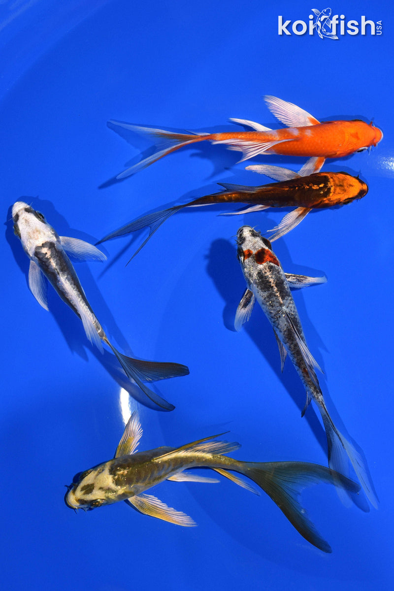 PACK OF (5) 3-4" BUTTERFLY KOI