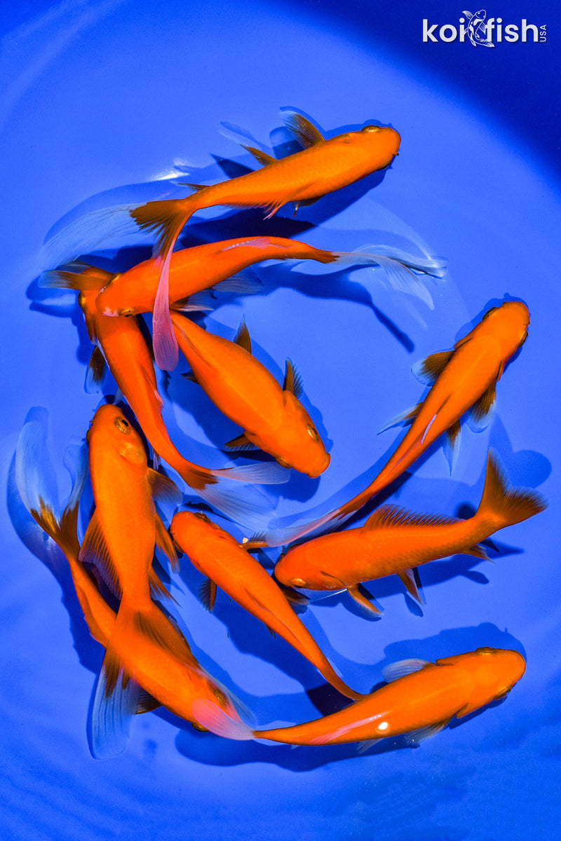 (10) 4-5" ASSORTED GOLDFISH