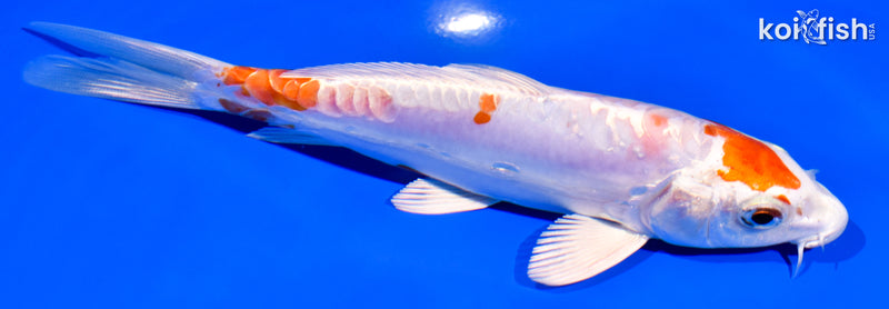 6.25" ARAGOKE KIKUSUI