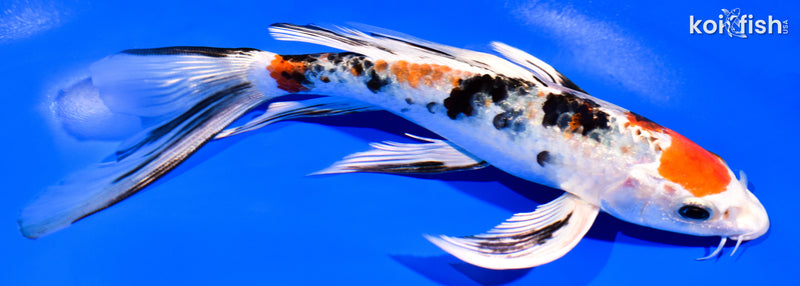 8" YAMATO NISHIKI BUTTERFLY