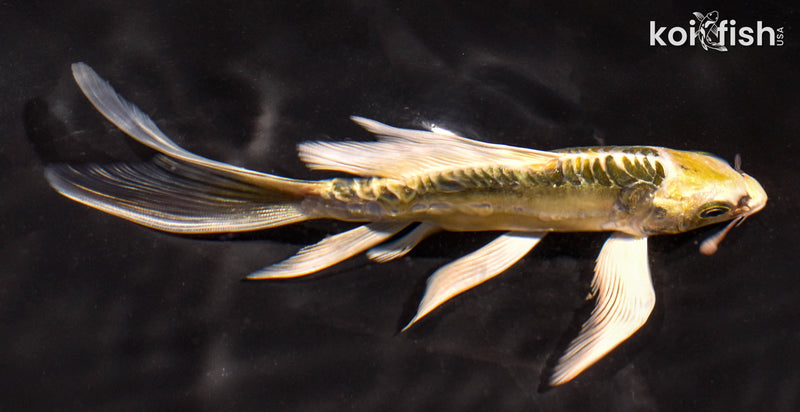 6" ARAGOKE KIN KIKOKURYU BUTTERFLY