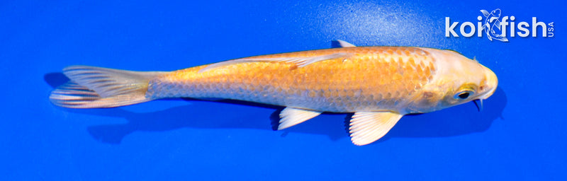 5" YAMABUKI OGON