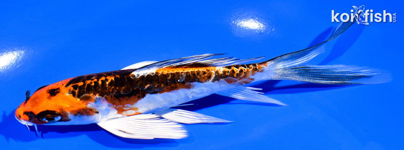 5.75" BENI KIKOKURYU BUTTERFLY