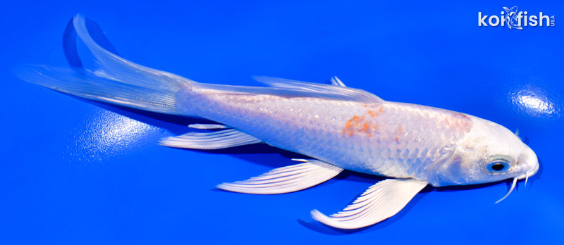 6" GINRIN HARIWAKE BUTTERFLY