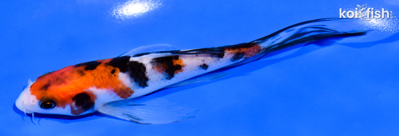 5.5" SANKE BUTTERFLY