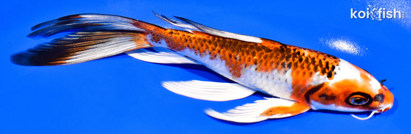 7.75" KUJAKU BUTTERFLY