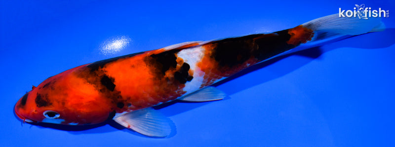 9.25" HI SHOWA