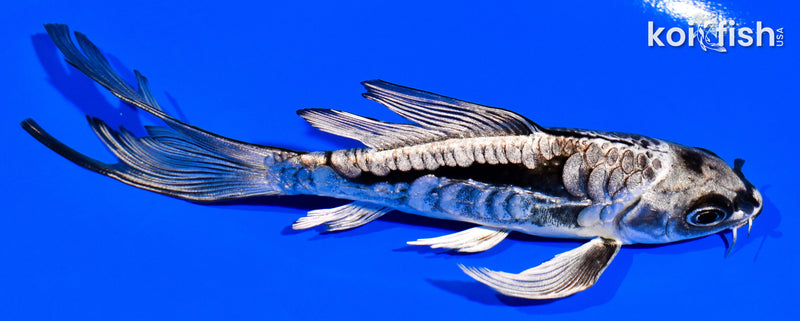 5.75" KIKOKURYU BUTTERFLY