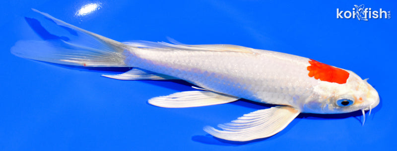 7.5" TANCHO HARIWAKE BUTTERFLY