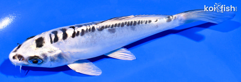 5.5" KIKOKURYU