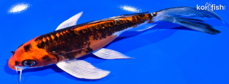 6.5" BENI KIKOKURYU BUTTERFLY