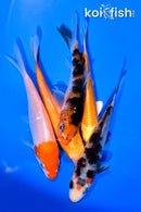 PACK OF (5) 3-4" MIXED STANDARD KOI