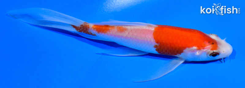 5.25" KOHAKU BUTTERFLY