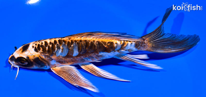 6.75" KIN KIKOKURYU BUTTERFLY