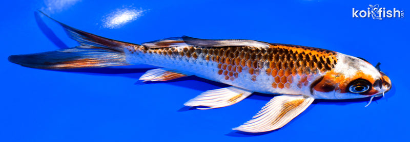 6.75" KUJAKU BUTTERFLY