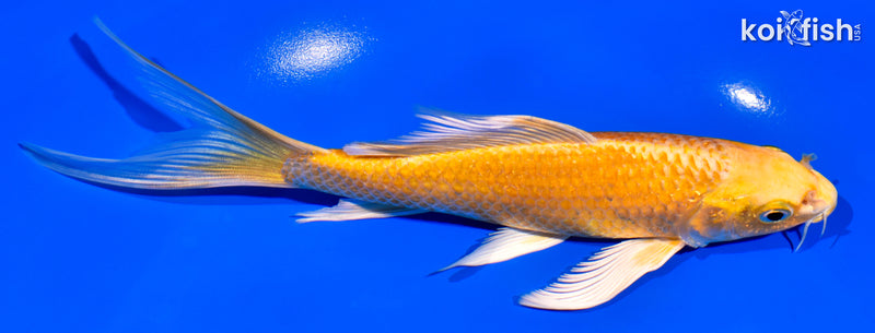 6.75" ORENJI OGON BUTTERFLY