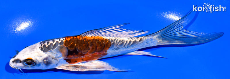 5.75" ARAGOKE BENI KIKOKURYU BUTTERFLY