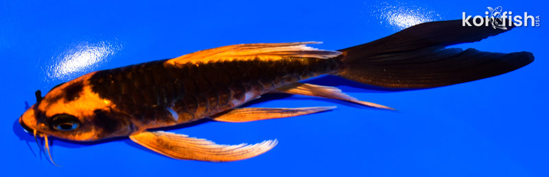 6.25" ARAGOKE ORENJI MATSUBA BUTTERFLY