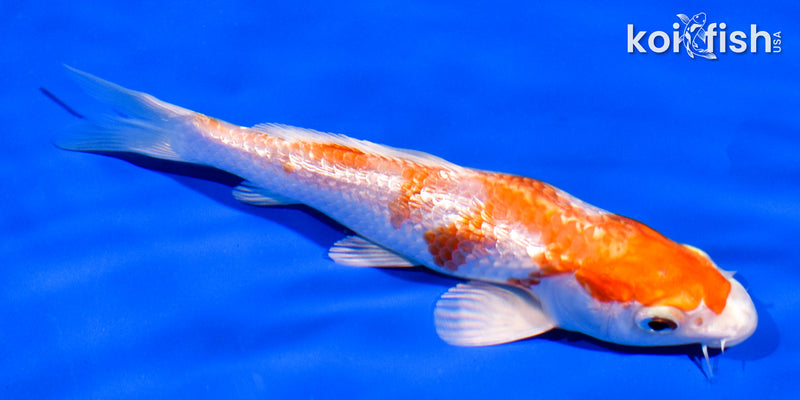 5" GINRIN HARIWAKE