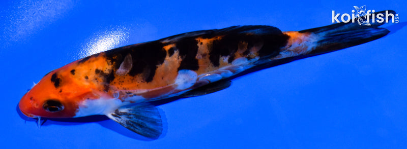 5.75" ARAGOKE AKA SANKE