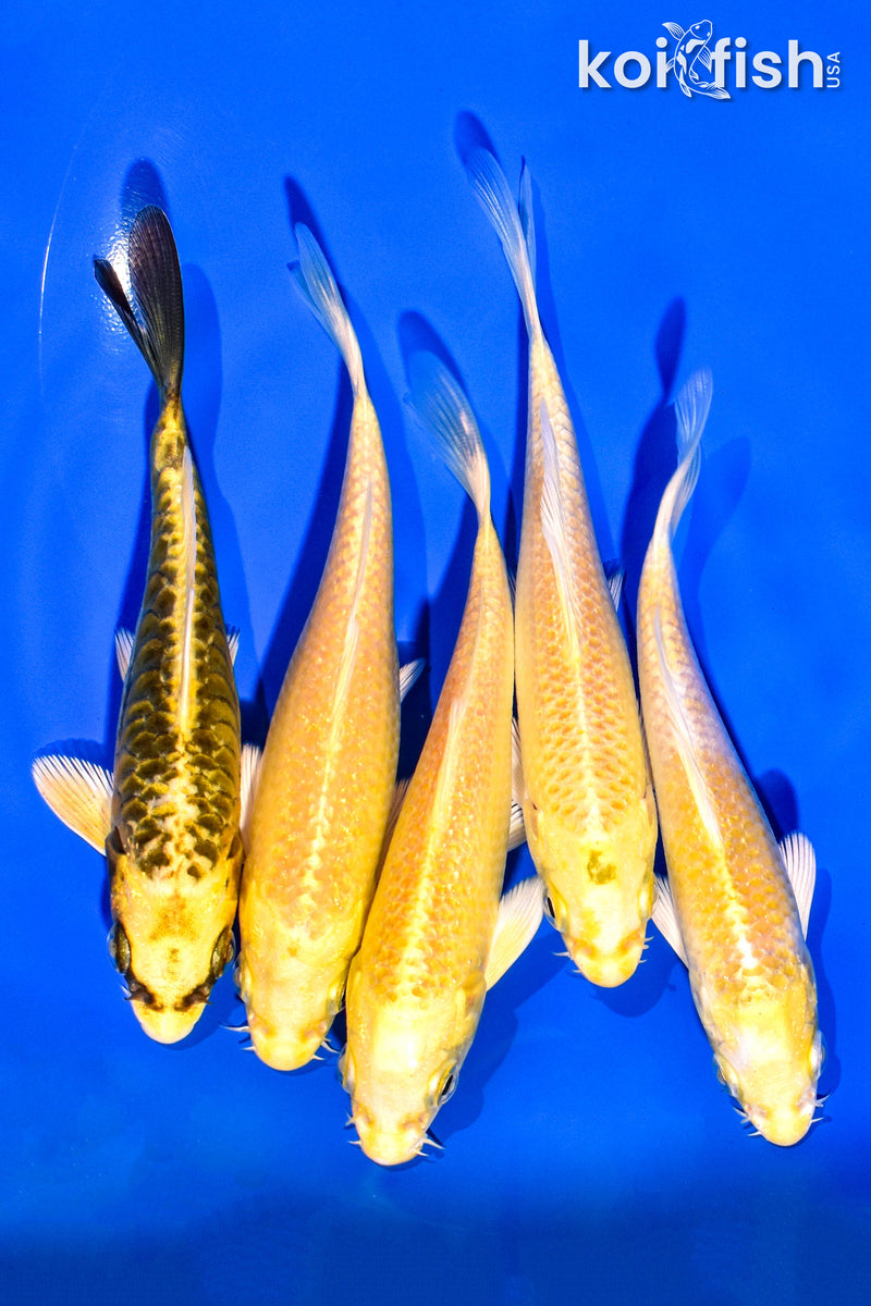 PACK OF (5) 4-5" STANDARD KOI