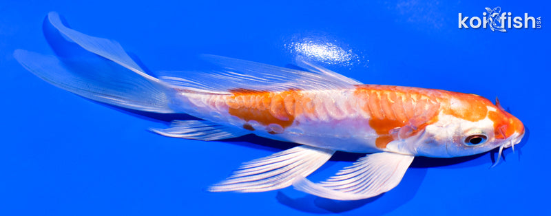 6" ARAGOKE KIKUSUI BUTTERFLY
