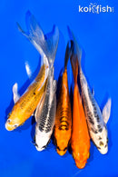 PACK OF (5) 5-6" BUTTERFLY KOI