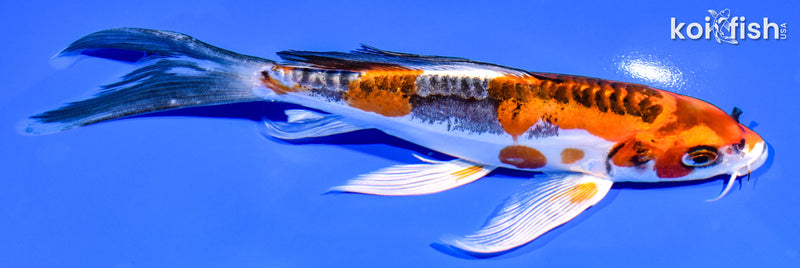 7.25" BENI KIKOKURYU BUTTERFLY