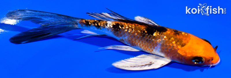 4" GINRIN YAMATO NISHIKI BUTTERFLY