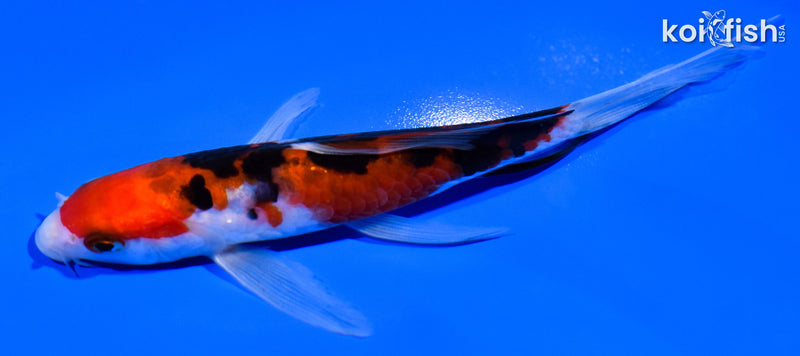 5.5" DOITSU SANKE BUTTEFLY