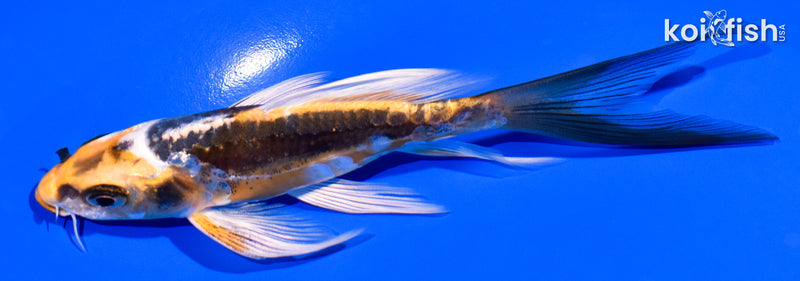 5" ARAGOKE BENI KIKOKURYU BUTTERFLY