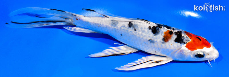 7.25" YAMATO NISHIKI BUTTERFLY