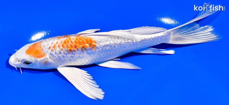 6.5" GINRIN HARIWAKE BUTTERFLY