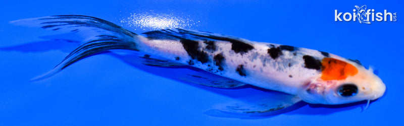 5.5" TANCHO SANKE BUTTERFLY