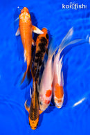PACK OF (5) 5-6" BUTTERFLY KOI