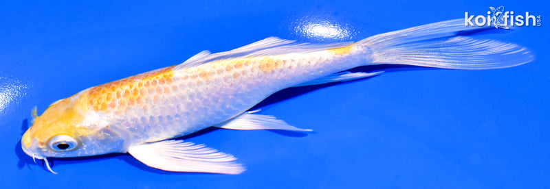 5.75" HARIWAKE BUTTERFLY