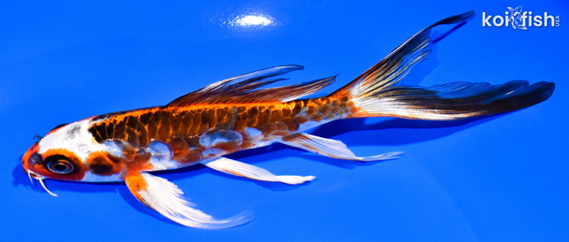 6.25" BENI KIKOKURYU BUTTERFLY