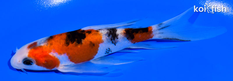 5.25" SANKE BUTTERFLY