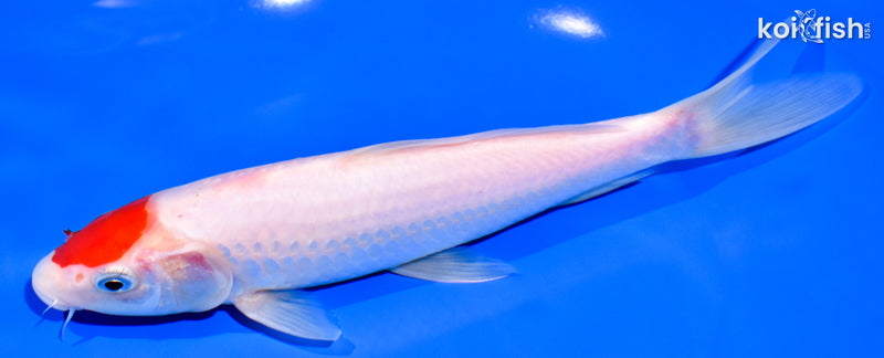 8.25" TANCHO KOHAKU