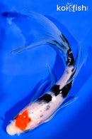 6.25" TANCHO SANKE BUTTERFLY