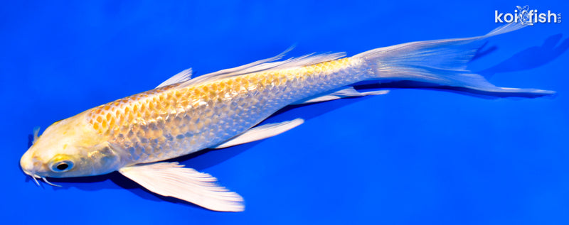 7.75" GINRIN LEMON HARIWAKE BUTTERFLY