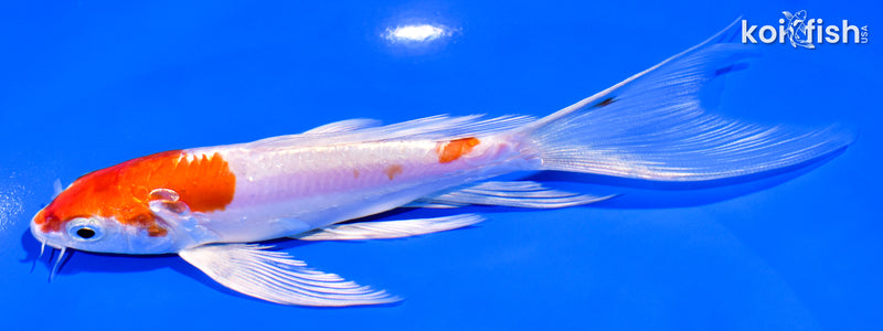 6" KIKUSUI BUTTERFLY