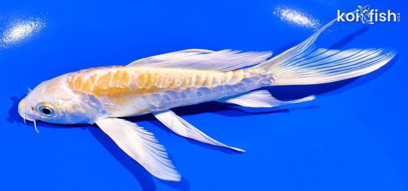 6" ARAGOKE LEMON HARIWAKE BUTTERFLY