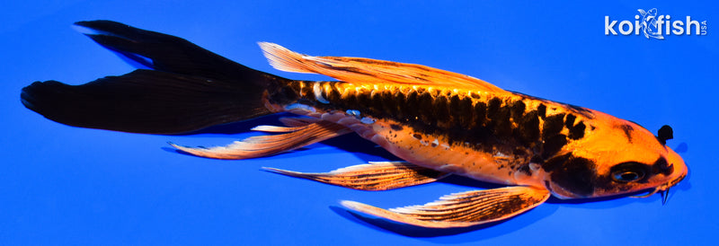 7.25" DOITSU ORENJI MATSUBA BUTTERFLY