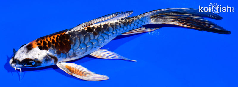 5.25" ARMOR SCALED DOITSU BENI KIKOKURYU BUTTERFLY