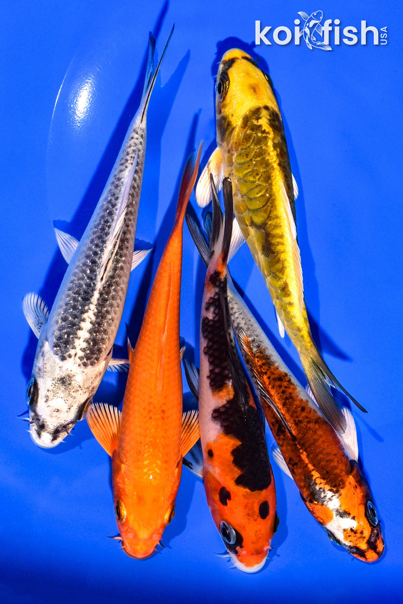 PACK OF (5) 4-5" STANDARD KOI