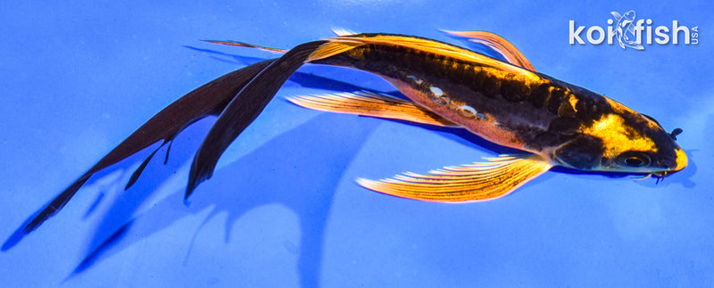 6" BENI KIKOKURYU BUTTERFLY