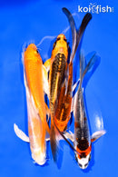 PACK OF (5) 5-6" BUTTERFLY KOI