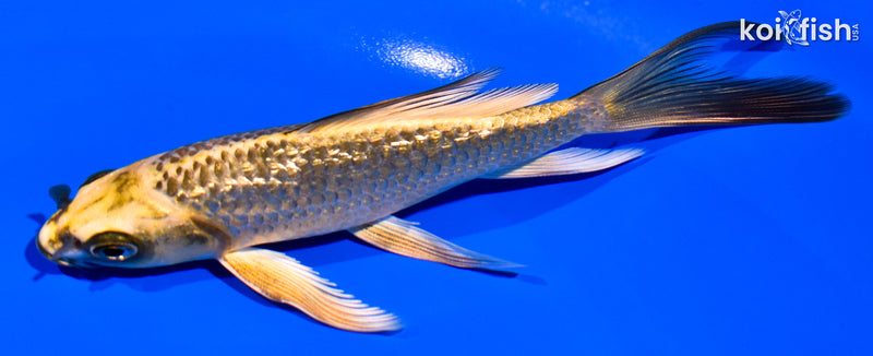 5.25" GINRIN KI MATSUBA BUTTERFLY